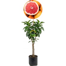 Fidan Sepetim 3 Yaş Aşılı Star Ruby Greyfurt Fidanı