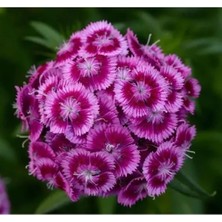 Esranın Dünyası Mor Kırmızı Renkli Çok Uzun Tek Kat Karanfil Tohumu - 5 Adet