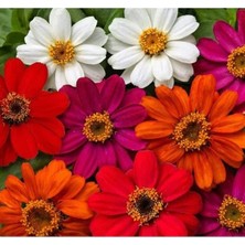 Esranın Dünyası Kirli Hanım Zinnia Tohumu (Mini Çiçekli, Karışık Renkli) - 5 Adet