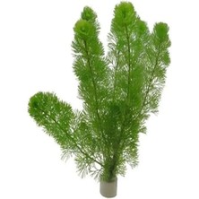 Esranın Dünyası Cabomba Aquatica 6-8 Kök Canlı Su Bitkisi