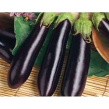 Esranın Dünyası Aksel Patlıcan Kemer Tohumu - 10 gr