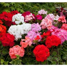 Esranın Dünyası Karışık Renkli Büyük Çiçekli Sardunya Tohumu - 5 Adet