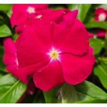 Esranın Dünyası Cranbery Rozet Çiçeği F1 Tohumu - 40 Adet