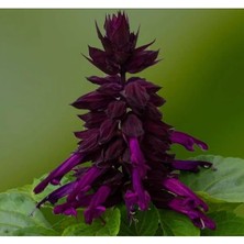 Esranın Dünyası Mor Renkli Bodur Ateş Çiçeği Tohumu - 15 Adet