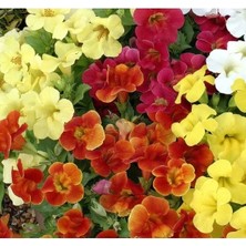 Esranın Dünyası Karışık Mimulus Misk Çiçeği F1 Tohumu - 30 Adet