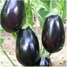 Esranın Dünyası Antep Dolmalık Patlıcan Tohumu - Aksel 10 gr