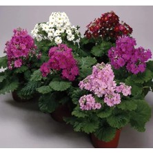 Esranın Dünyası Büyük Çift Renkli Onbir Ay Çiçeği Tohumu - 5 Adet