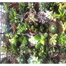 Esranın Dünyası Sukulent Kaktüs Tohumu No:3