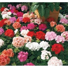 Esranın Dünyası Karışık Renkli Büyük Top Çiçekli Sardunya Tohumu - 5 Adet