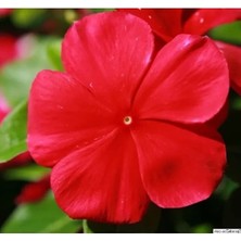 Esranın Dünyası Koyu Kırmızı Renkli Çok Çiçekli Çok Dallanan Rozet Çiçeği - 15 Tohum