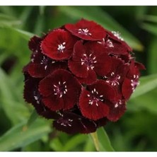 Esranın Dünyası Koyu Kırmızı Karanfil Tohumu - Bahçe Için 5 Tohum