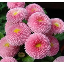 Esranın Dünyası Krem Şeker F1 Tohumu - 50 Adet