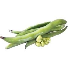Esranın Dünyası Bakla Tohumu - 50 Gram