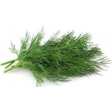 Esranın Dünyası Kokulu Dereotu Tohumu - 5 Gram