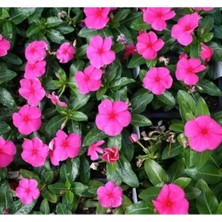 Esranın Dünyası Renkli Rozet Çiçeği Tohumu (Çok Dallanan) - 15 Tohum