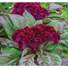 Esranın Dünyası Mor Renkli Horoz Ibiği Tohumu (Balta Geniş Çiçek) - 40 Tohum