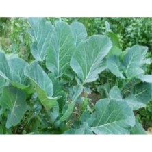 Esranın Dünyası Karadeniz Lahana Tohumu - 10 Gram