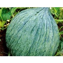 Esranın Dünyası Hasanbey Kavun Tohumu - 10 gr