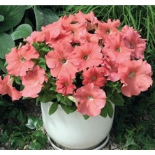 Esranın Dünyası Iri Çiçekli Bodur Petunya Tohumu - Somon Renk, 15 Tohum