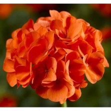 Esranın Dünyası Sardunya Tohumu - Büyük Top Çiçekli Turuncu 5 Adet