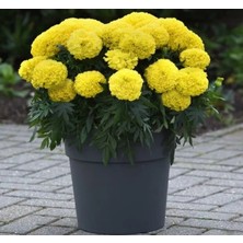 Esranın Dünyası Sarı Renkli Kadife Çiçeği Tohumu - Büyük Çiçek - 10 Adet