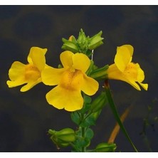 Esranın Dünyası Sarı Misk Çiçeği F1 Tohumu - 30 Tohum