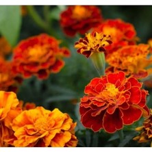 Esranın Dünyası Karışık Renkli Kadife Ufak Kafa Tohum Seti - 200 Adet