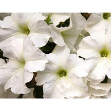 Esranın Dünyası Beyaz Petunya Tohumu - 20 Tohum