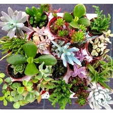 Esranın Dünyası Hızla Büyüyen Sukulent Kaktüs Tohumu No:1