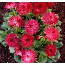 Esranın Dünyası Katmerli Şeker Papatya Tohumu (Kırmızı) - 20 Tohum