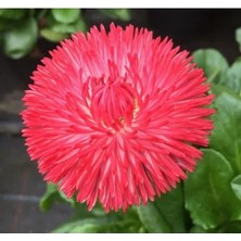 Esranın Dünyası Kırmızı Katmerli Şeker Tabağı F1 Tohumu (30 Adet)