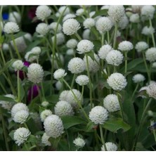 Esranın Dünyası Beyaz Renkli Medine Düğmesi Tohumu - 30 Adet