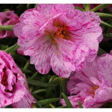 Esranın Dünyası Katmerli Çok Çiçekli Ipek Çiçeği Tohumu - Kırcıllı Kırmızı, 40 Tohum