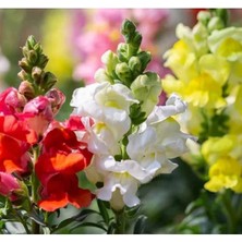 Esranın Dünyası Yüksek Boylu Karışık Renkli Aslanağzı Tohumu - 8 Adet