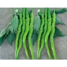 Esranın Dünyası Biber Acıkıl Fırat Tohumu - 10 Gr, Lezzetli Alternatif