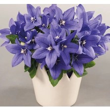 Esranın Dünyası Balon Çiçeği Tohumu - Katmerli Mavi Renkli (5 Tohum)