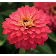 Esranın Dünyası Somon Renkli Iri Çiçekli Zinnia Tohumu - 5 Tohum