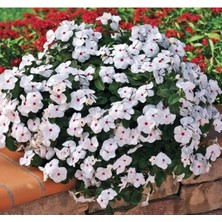 Esranın Dünyası Çok Çiçekli Rozet Çiçeği Tohumu - Beyaz Kırmızı Benek Renkli - 15 Tohum