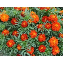 Esranın Dünyası Fransız Kadife Çiçeği Tohumu (+25 Tohum)