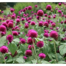 Esranın Dünyası Medine Düğmesi Tohumu - Mor Renkli Iri Çok Çiçekli