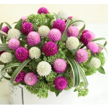 Esranın Dünyası Medine Düğmesi Tohumu - Iri Çiçekli - Karışık Renkli - 20 Adet