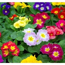 Esranın Dünyası Karışık Katlı Çuha Çiçeği F1 Tohumu - 10 Tohum