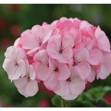 Esranın Dünyası Lekeli Pembe Gül Sardunya F1 Tohumu - 10 Adet