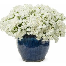 Esranın Dünyası Beyaz Floks F1 Tohumu - 25 Adet