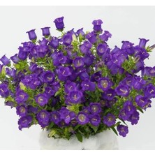 Esranın Dünyası Mini Mavi Renkli Çan Çiçeği Tohumu - 5 Adet