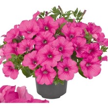 Esranın Dünyası Iri Çiçekli Bodur Petunya Tohumu - Gül Renkli (15 Tohum)