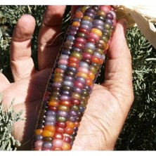 Esranın Dünyası Renkli Mısır Tohumu (Çoklu) - 10 Gram