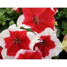 Esranın Dünyası Kırmızı-Beyaz Renkli Petunya Tohumu - 20 Tohum