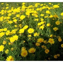 Esranın Dünyası Sarı Renkli Papatya Tohum Seti - 200 Adet