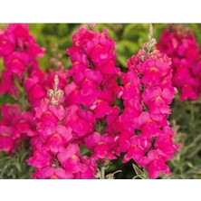 Esranın Dünyası Koyu Pembe Renkli Uzun Boylu Aslan Ağzı Tohumu - 10 Tohum